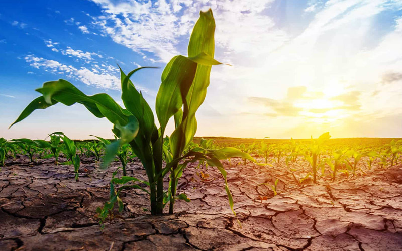 Qual a influência das condições climáticas na aplicação de defensivos ...
