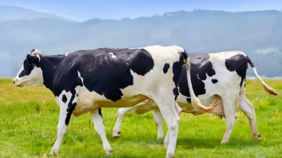 Quais são as principais raças de gado leiteiro no Brasil?