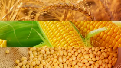 Rotação de culturas