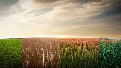 como o bem estar animal impacta na produtividade