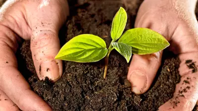 mãos na terra com broto de soja