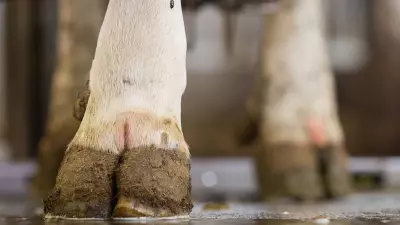 O que pode ocasionar laminite nos cascos em bovinos