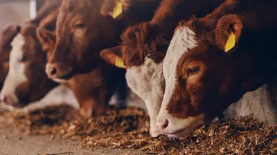 misturadores de ração vaca pastando