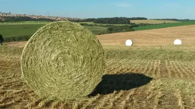 Forragem de alta qualidade