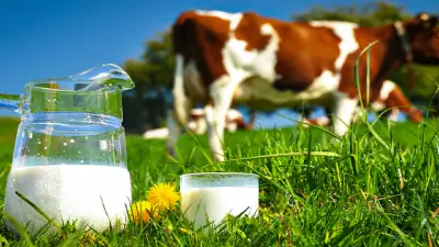 Forragem e qualidade do leite