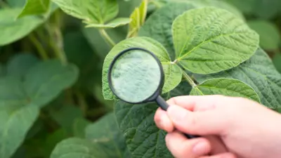 importância de nutrientes