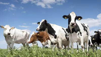 Importância em produzir uma forragem de qualidade