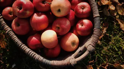 colheita de maça