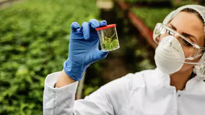 melhoramento genético na agricultura