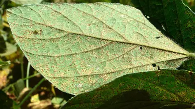 O que e ferrugem asiatica