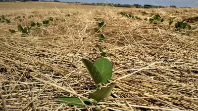Agricultura: Quais os impactos causados pelas chuvas irregulares?