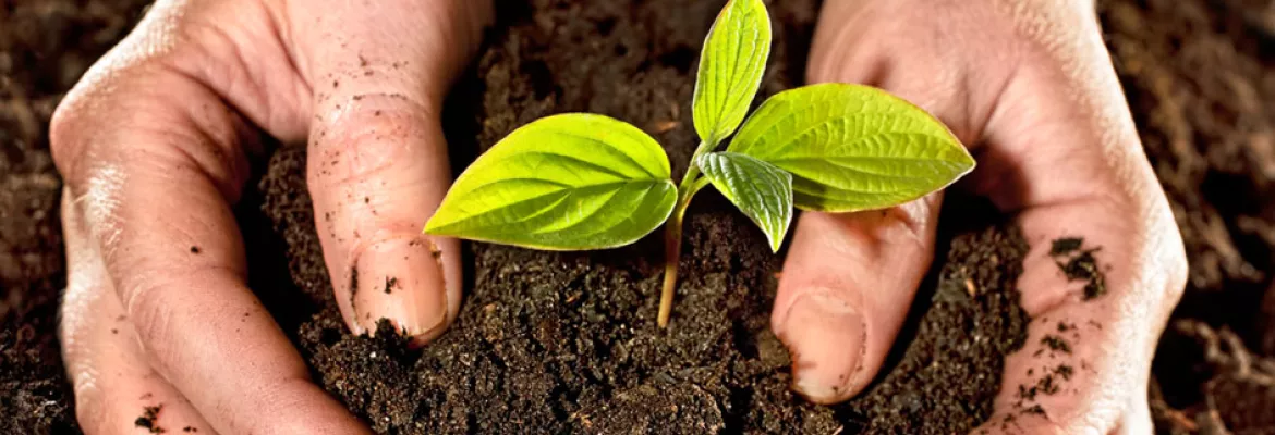 mãos na terra com broto de soja