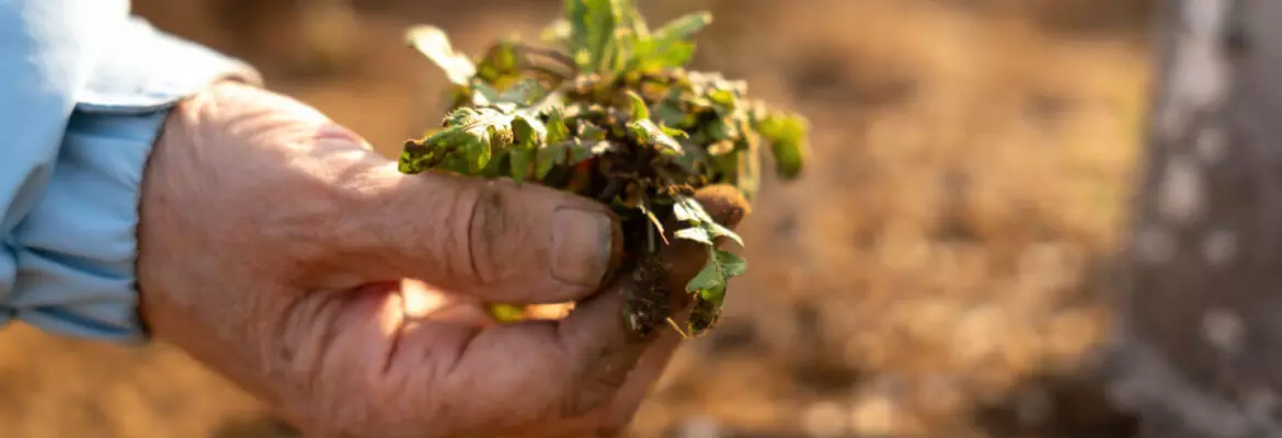 a hand holding a small, uprooted plant over bare soil symbolizing