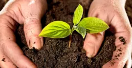 mãos na terra com broto de soja