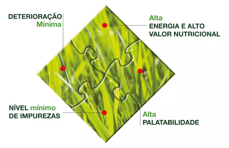 Forragem de alta qualidade