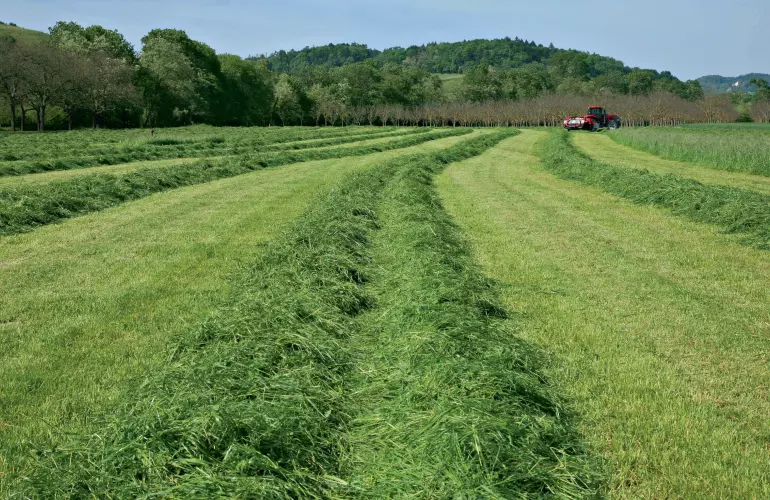 FC 3161 with twin-swath delivery for pick-up by a silage harvester 
