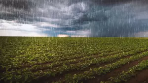 rainy conditions nitrate in drainage water