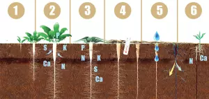 tillage radish life cycle and cover crop example
