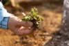 a hand holding a small, uprooted plant over bare soil symbolizing