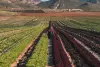 crop of lettuce in a sustainable farming system 